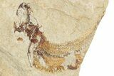 Cretaceous Fossil Fish - Lebanon #251384-3